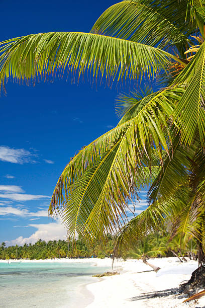 istock Palm on island Saona 464075567