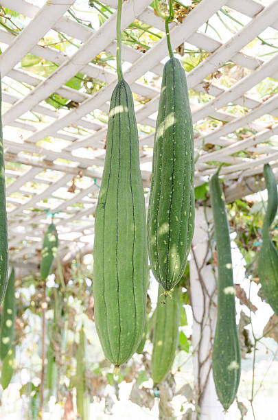 istock Snake gourds in vegetable garden 464076037