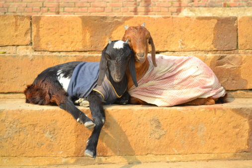 dark and light goat dressed up with clothes like a loving couple