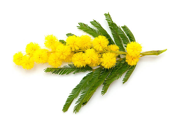 istock branch of mimosa 464081003