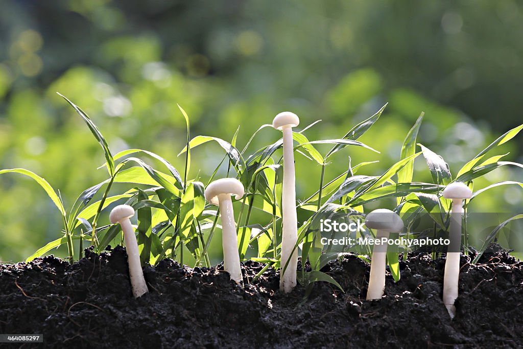 Grass and mushrooms on ground. Grass and mushrooms on ground in the backyard. Agriculture Stock Photo