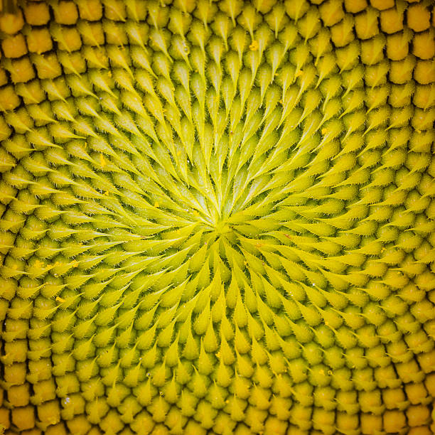 istock Beautiful sunflower closeup 464090023