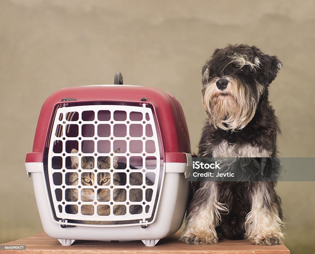 Chien, chat et Panier de voyage - Photo de Chien libre de droits