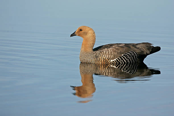 istock Upland goose, Chloephaga picta 464091139