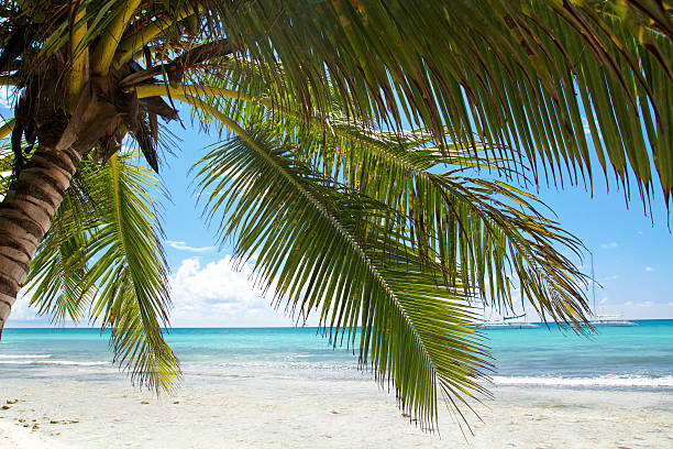 istock Palm on calm caribbean beach 464097413