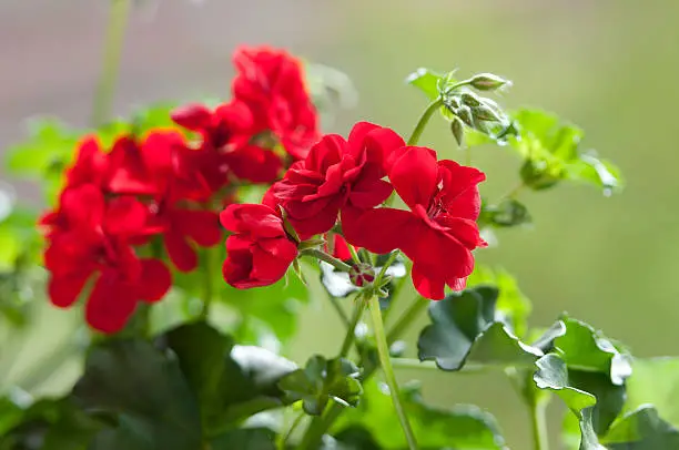 red geranium bloom on a balcony