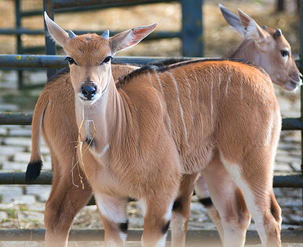 istock antelope looking at camera - blackbuck eland 464106835