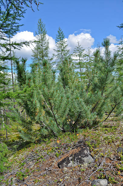 istock Siberian dwarf pine in deciduous taiga Yakutia. 464154625