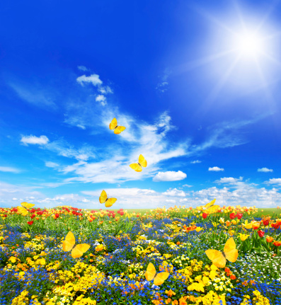 meadow with assorted flowers in green grass. spring landscape with butterflies and sunny blue sky