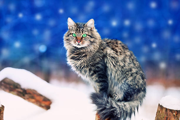istock Cat sitting outdoor in winter 464155415