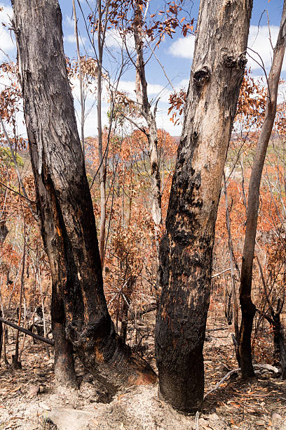 istock Charred trees in Blue Mountains Australia 464155921