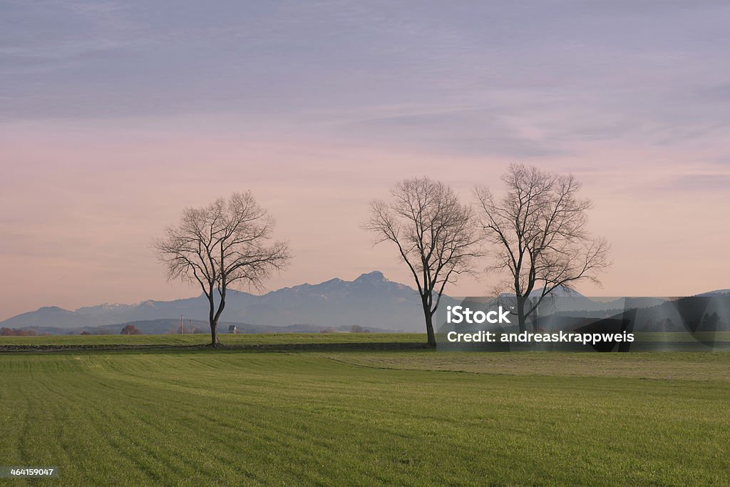 Trees in Fields with Wendelstein Mountains Background Huge Black Poplar Trees in green Fields with Wendelstein Mountains in Background, XXXL image Agricultural Field Stock Photo