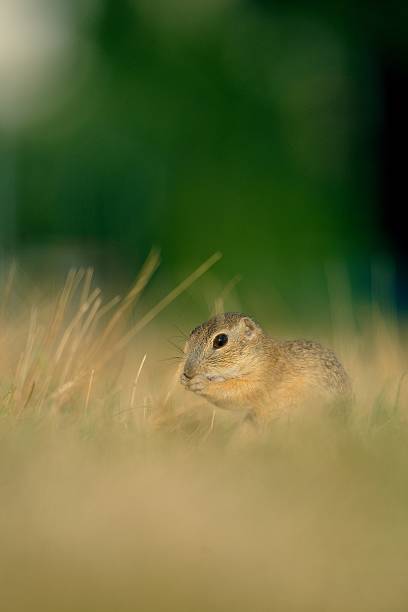 istock European ground squirrel with ears of avena 464159049