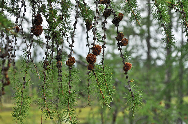 A branch of the larch pine cones. The valley of the river Suntar in the hill country of the Suntar-khayata.