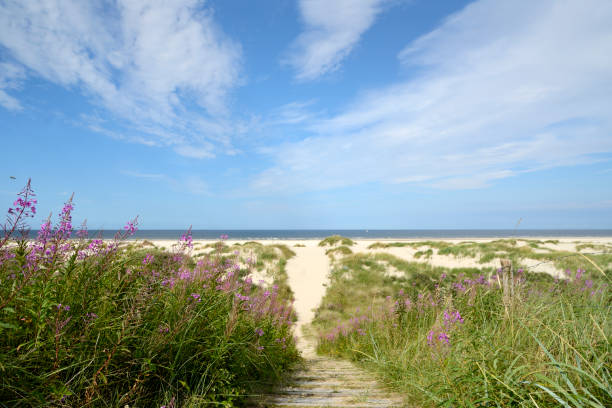 View of Wangerooge Beach. Fireweed, footpath and sand dunes under blue summer sky. Taken in summer in Wangerooge Island, Ostfriesland, Lower Saxony, Germany, Europe.