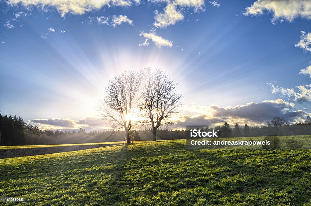 Winter Trees at Sunset SONY DSC Agricultural Field Stock Photo