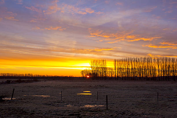 alba al mattino presto - baumreihe foto e immagini stock