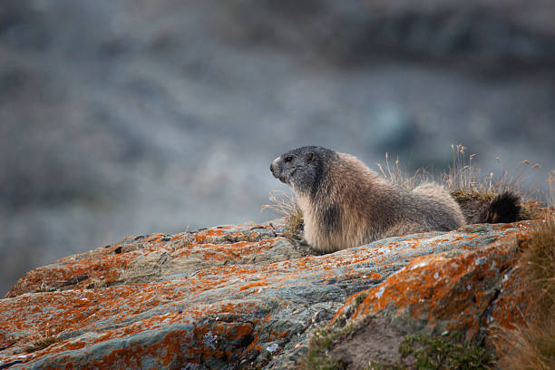 istock Marmot in the Alps 464172655