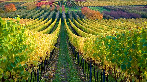 istock panorama of autumn colored vineyard 464172691