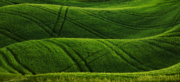 Hills of Tuscany covered with green wheat