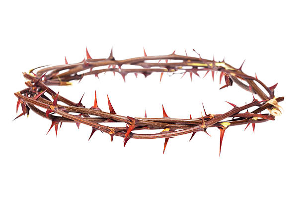 Crown of Thorns Crown of Thorns isolated on white thorn photos stock pictures, royalty-free photos & images