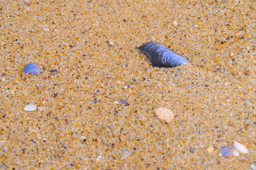 Shell in the sand closeup.