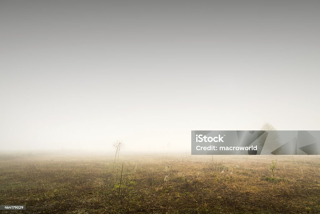 Nebbia sulla terra - 36 Mpx - Foto stock royalty-free di Albero