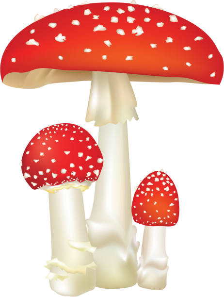 레드 포이즌 머시룸. 사형수-컵 버섯 레이블입니다. - 알광대버섯 stock illustrations