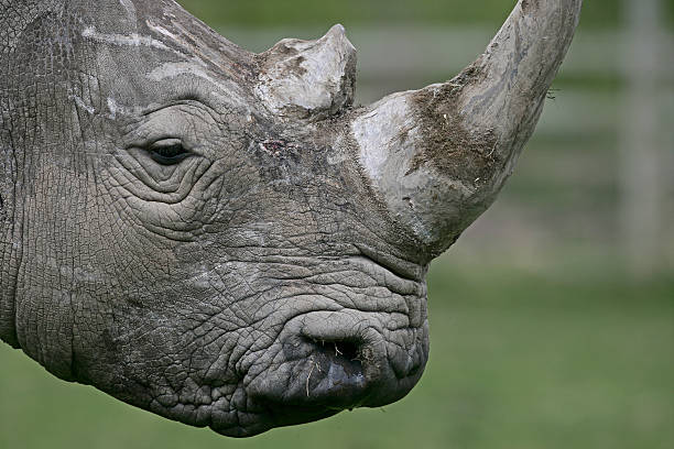 istock White rhino, Ceratotherium simum 464180493