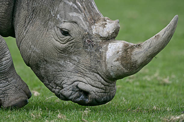 istock White rhino, Ceratotherium simum 464180503