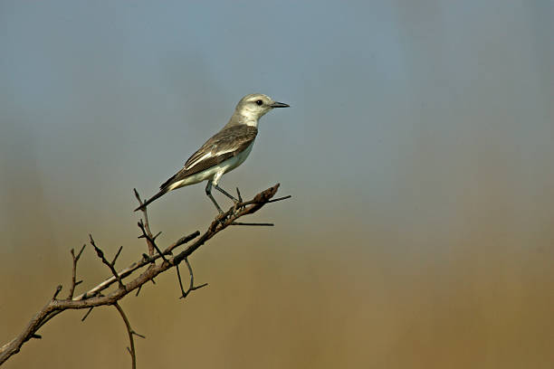 istock White-rumped monjita,  Xolmis velata 464180609