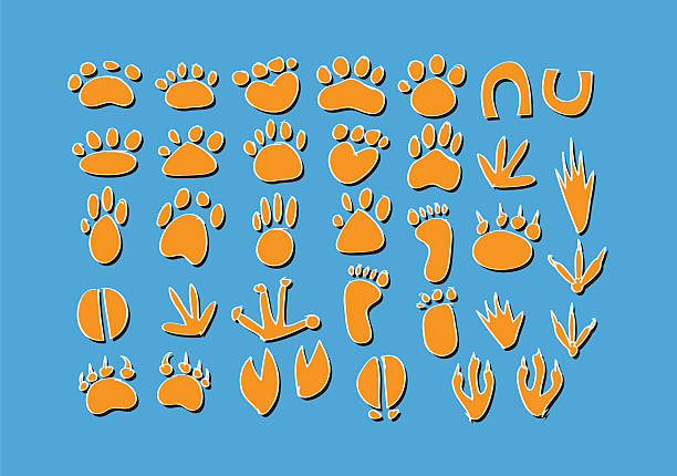 istock Animal Footprint 464186279