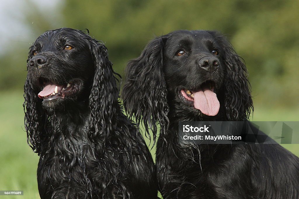 Dos negros cocker spaniels - Foto de stock de Animal libre de derechos