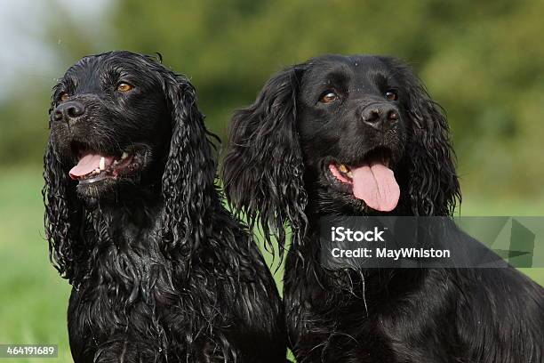 Dos Negros Cocker Spaniels Foto de stock y más banco de imágenes de Animal - Animal, Boca abierta, Boca de animal