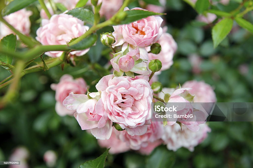 Rose Garden - Foto de stock de Beleza natural - Natureza royalty-free