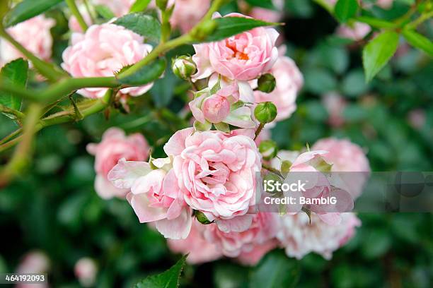 Foto de Rose Garden e mais fotos de stock de Beleza natural - Natureza - Beleza natural - Natureza, Botão - Estágio de flora, Canteiro de Flores