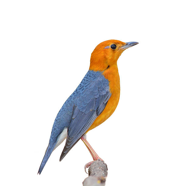 Orange-headed Thrush bird Beautiful orange bird, Orange-headed Thrush (Zoothera citrina), standing on the branch, on a white background orange headed thrush bird stock pictures, royalty-free photos & images