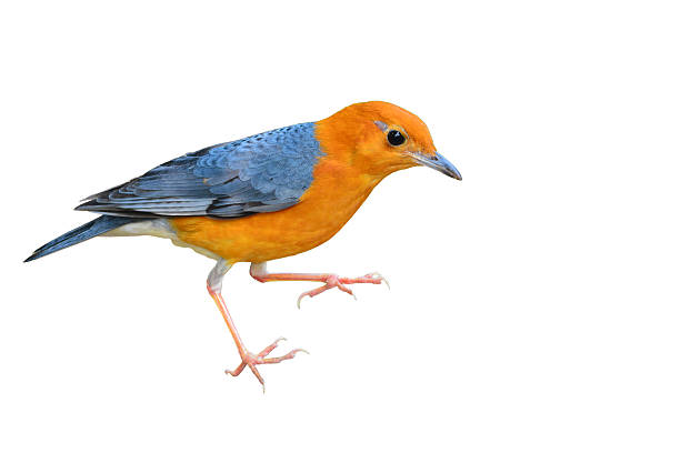 Orange-headed Thrush bird Beautiful orange bird, Orange-headed Thrush (Zoothera citrina), on white background orange headed thrush bird stock pictures, royalty-free photos & images