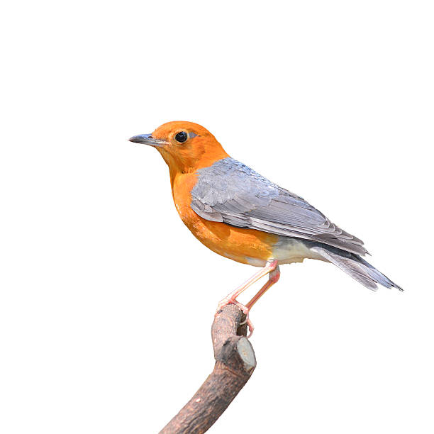 Orange-headed Thrush bird Beautiful orange bird, Orange-headed Thrush (Zoothera citrina), standing on the branch, on a white background orange headed thrush bird stock pictures, royalty-free photos & images
