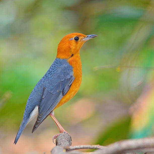 Orange-headed Thrush bird Beautiful orange bird, Orange-headed Thrush (Zoothera citrina), standing on the branch orange headed thrush bird stock pictures, royalty-free photos & images
