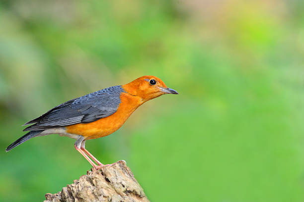 Orange-headed Thrush bird Beautiful orange bird, Orange-headed Thrush (Zoothera citrina), standing on the log orange headed thrush bird stock pictures, royalty-free photos & images