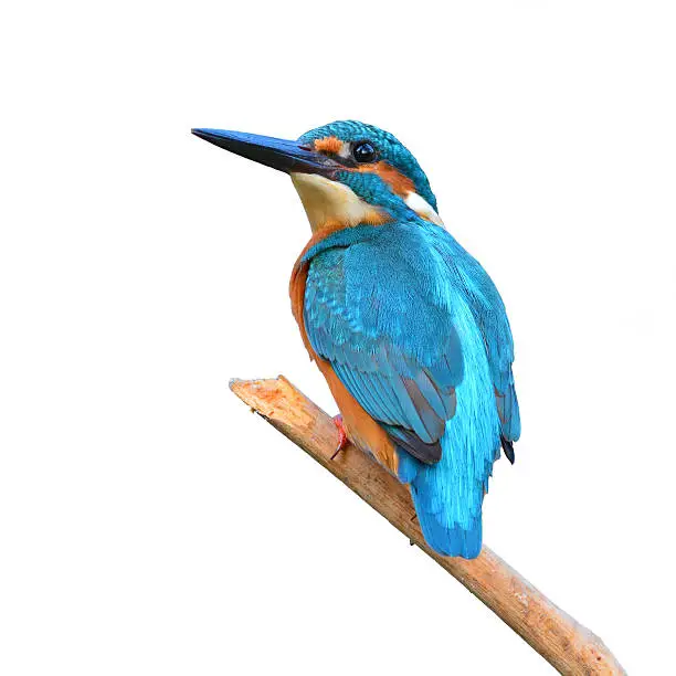 A beautiful Kingfisher bird, male Common Kingfisher (Alcedo athis), sitting on a branch on white background