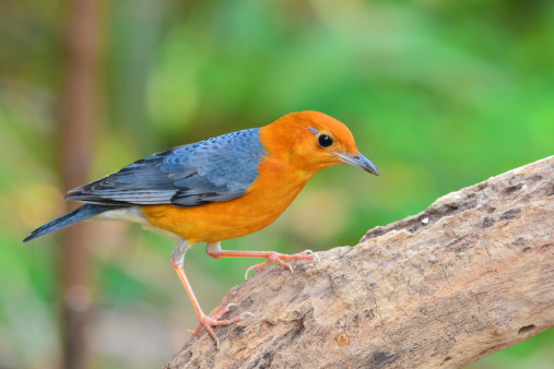 Beautiful orange bird, Orange-headed Thrush (Zoothera citrina), standing on the log