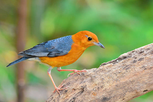 Orange-headed Thrush bird Beautiful orange bird, Orange-headed Thrush (Zoothera citrina), standing on the log orange headed thrush bird stock pictures, royalty-free photos & images