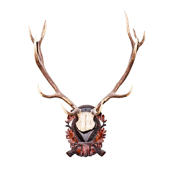 istock Antlers of a huge stag 464193867