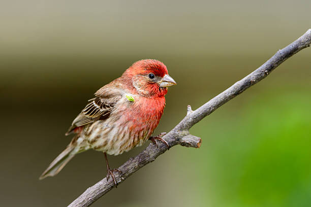 istock Brightly colored house finch 464193909