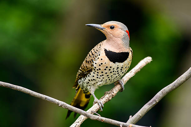 istock Female Northern flicker 464193935
