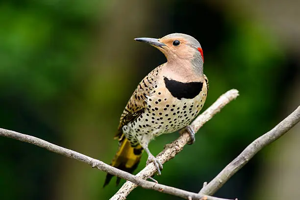 A femele northern flicker on a limb looking left.