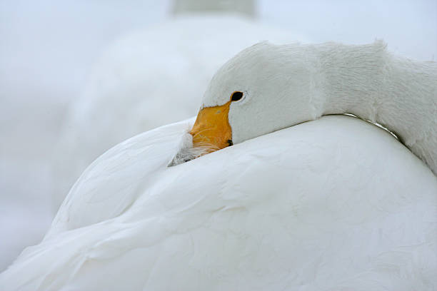 istock Whooper swan, Cygnus cygnusS 464194489