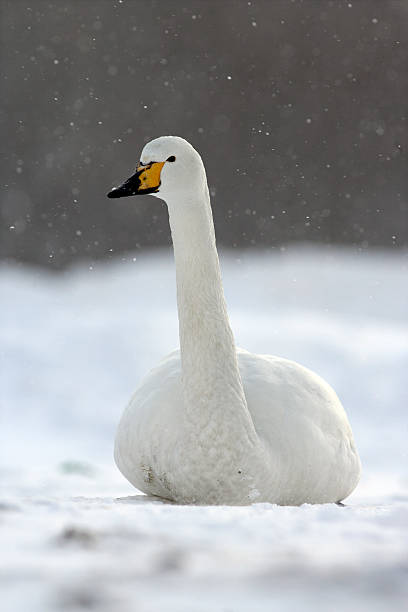 istock Whooper swan, Cygnus cygnusS 464194497